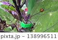 茄子の苗で活動する益虫ナナホシテントウと害虫ニジュウヤホシテントウ 138996511