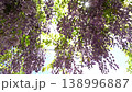 初夏の爽やかな風に吹かれる藤の花 138996887