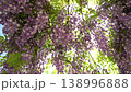 初夏の爽やかな風に吹かれる藤の花 138996888