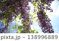 初夏の爽やかな風に吹かれる藤の花 138996889