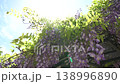 初夏の爽やかな風に吹かれる藤の花 138996890