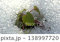 陽光透過樹葉灑下斑駁的光影，積雪下萌發出嫩綠的新芽。 138997720