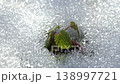 皚皚白雪下，嫩葉蓬勃生長。 138997721