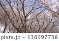 【禦在丈山】雪花從結霜的樹木上飄落，隨風搖曳。 138997738