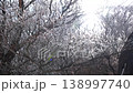 【禦在丈山】覆蓋霜花的樹木在逆光下閃閃發光。 138997740