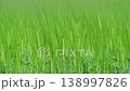 風に揺れる新緑の麦畑の穂 クローズアップ 138997826