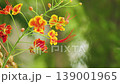 Peacock flowers (Caesalpinia pulcherrima) bloom profusely in the gardens during Thailand's summer. 139001965