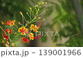 Peacock flowers (Caesalpinia pulcherrima) bloom in a garden against a blurred background during Thailand's summer. 139001966