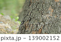 Sparrows feed on worms found inside tree bark. Slow motion video 139002152