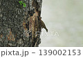 Sparrows feed on worms found in the bark of trees along the riverbank. Slow motion video 139002153