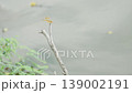 Dragonfly resting on a branch above the water 139002191