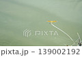 A yellow dragonfly is resting on a branch above the water's surface. 139002192