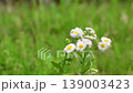 春風に揺れるハルジオン 139003423