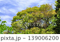 新緑の山林　奈良県高市郡明日香村 139006200