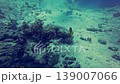 Underwater Coral Reef with Tropical Fish on Sandy Seabed 139007066