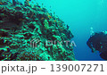 Scuba Diver Exploring Coral Reef Wall Underwater 139007271