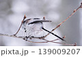 シマエナガ 139009207