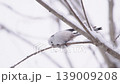 シマエナガ雪降り 139009208