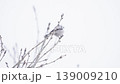 雪降りシマエナガ 139009210