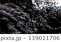【東京・千鳥ヶ淵】　夜桜　桜が満開 　手漕ぎボート　〓全体へ 139011706