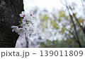 春の自然動画：雨に濡れた木の幹に咲く白い桜のクローズアップ 139011809