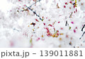 雨に濡れた白い桜の花と柔らかなボケ、繊細な春の花々を背景に 139011881