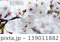 雨に濡れた白い桜の花と柔らかなボケ、繊細な春の花々を背景に 139011882