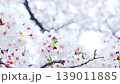 雨に濡れた白い桜の花と柔らかなボケ、繊細な春の花々を背景に 139011885