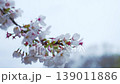 雨に濡れた白い桜の花と柔らかなボケ、繊細な春の花々を背景に 139011886