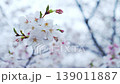 雨に濡れた白い桜の花と柔らかなボケ、繊細な春の花々を背景に 139011887