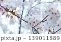 雨に濡れた白い桜の花と柔らかなボケ、繊細な春の花々を背景に 139011889