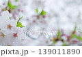 雨に濡れた白い桜の花と柔らかなボケ、繊細な春の花々を背景に 139011890