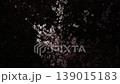 【東京・千鳥ヶ淵】夜桜　花が満開 　〓全体へ 139015183