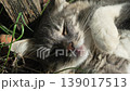Cat, sleeping, grass. A cute grey and white cat sleeping peacefully in the warm sunny grass outdoors 139017513