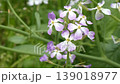 A close-up of the flowers of the sea radish (Raphanus sativus) blooming in the spring fields. 139018977