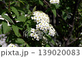 コデマリの花 139020083