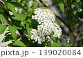 そよ風に揺れるコデマリの花 139020084