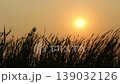 silhouette grass flower on sunset background 139032126