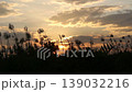 silhouette grass flower on sunset background 139032216