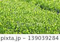 茶畑の風景 139039284