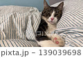 A cozy striped cat curls up on a soft, warm blanket, dozing peacefully on the bed with a calm, drowsy look. Such a lovely image of rest and quiet dreams. 139039698