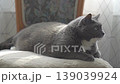 Charismatic gray cat with a white bib sitting on a fluffy chair. 139039924