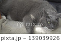 Obese gray cat lazily lying on a soft chair, stretched out. 139039926