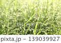 green grass background in summer 139039927