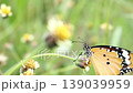 Butterfly on grass flower 139039959