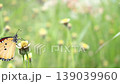 Butterfly on grass flower 139039960