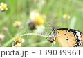 Butterfly on grass flower 139039961