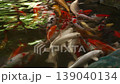 Beautiful Koi, Fancy carp Swimming In A Pond 139040134