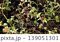 Vibrant green herb seedlings sprouting in nutrient-rich soil. 139051301