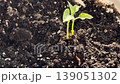 A vibrant seedling growing in dark, fertile soil. 139051302